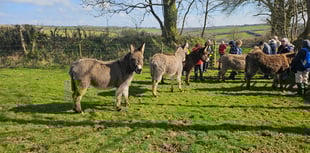 Holsworthy Walk and Talk: Looking forward to spring