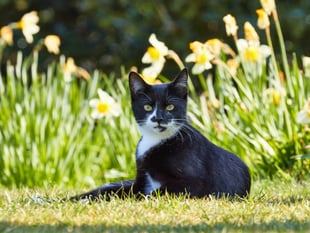 RSPCA issues warning over 'danger to pets' ahead of Mother's Day