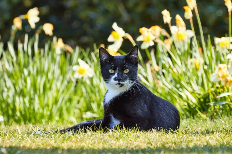 A black and white 'tuxedo' cat (Picture: RSPCA)