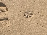 Warning issued to dog walkers on Cornwall beaches after fines issued