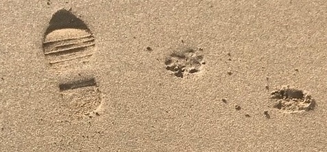 Warning issued to dog walkers on Cornwall beaches after fines issued