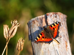 2024 one of the worst years on record for UK butterflies