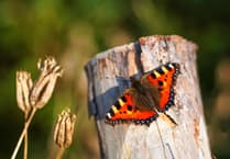 2024 one of the worst years on record for UK butterflies