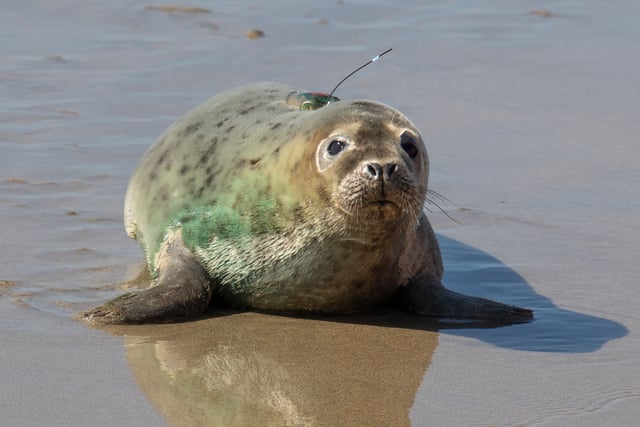 Brave seal pup 'Leaf Cutter' returns to the wild after supporter help
