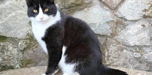 Residents show huge outpouring of love for Felix the cat
