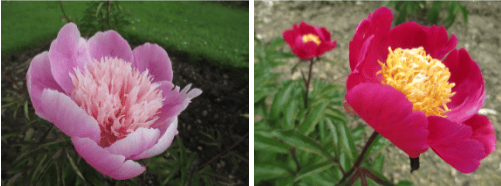 Historic peony collection gains National Plant Collection status
