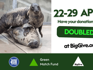 Seal sanctuary launches new campaign aimed at doubling donations