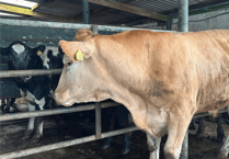 Hallworthy Livestock Market Report: Thursday, April 24