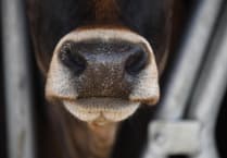 Cornish farmer banned from keeping cattle following mistreatment
