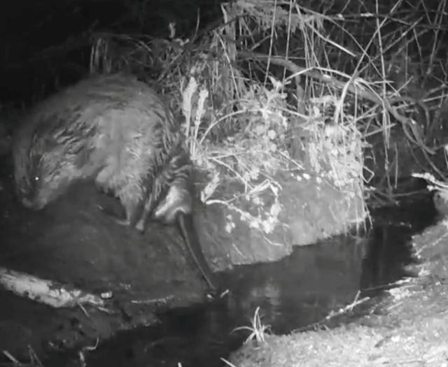 Wildlife trust captures beaver farting in the wild near Bodmin