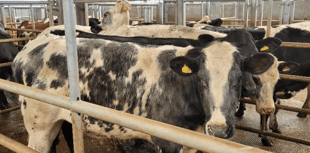 Holsworthy Livestock Market Report: Wednesday, April 30