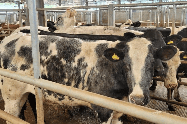 The report from this week’s Holsworthy market.