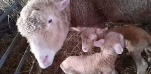 UPDATE: Bertha the missing sheep has returned home