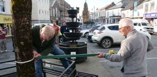 Guardians of the Great Tree of Holsworthy discover 'angel number' 