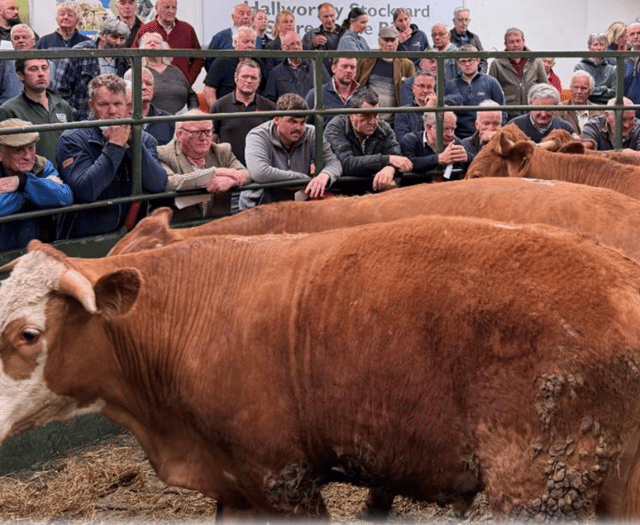 Hallworthy Livestock Market Report: Thursday, May 8