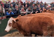 Hallworthy Livestock Market Report: Thursday, May 8