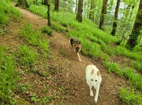 German Shepherd charity recognised with £1,000 funding award