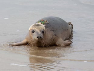 Grey seal pups spotted swimming in France and Ireland