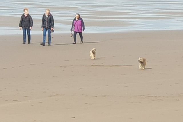 People to have say on when dogs are allowed on beaches