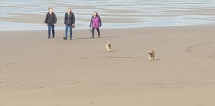 People to have say on when dogs are allowed on beaches