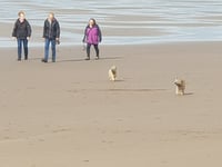 People to have say on when dogs are allowed on beaches