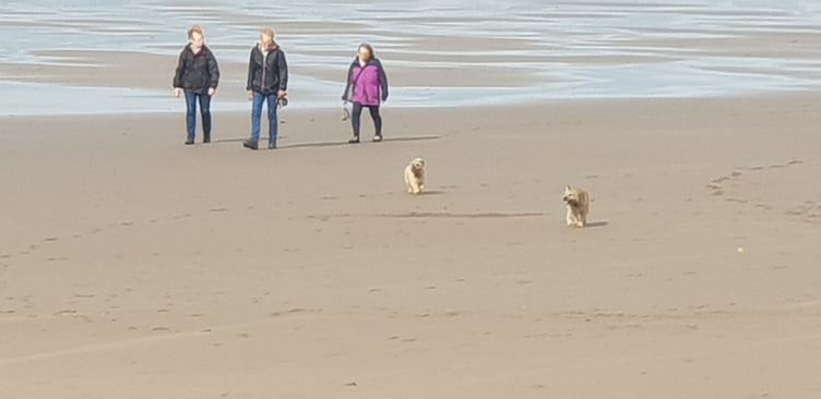 Minehead beach saw some dog restrictions reintroduced last year.