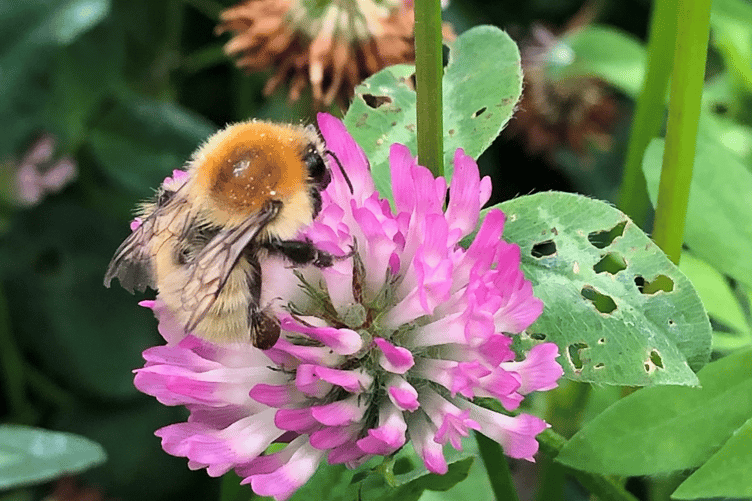 Moss carder bumblebee