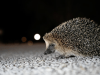 New campaign urges gardeners to create wild patches for hedgehogs