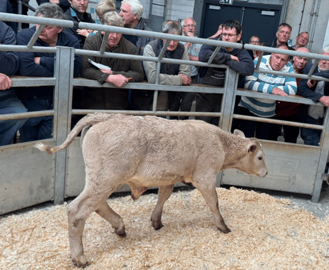 Holsworthy Livestock Market Report: Wednesday, May 21