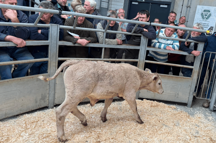 Charolais Bull to £940, with a further 10 other rearing calves over £900.