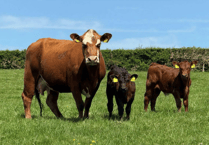 Hallworthy Livestock Market Report: Thursday, May 22