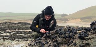 Cornish mussels used to test coastal water quality