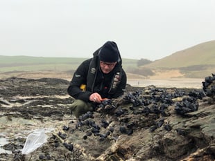 Cornish mussels used to test coastal water quality