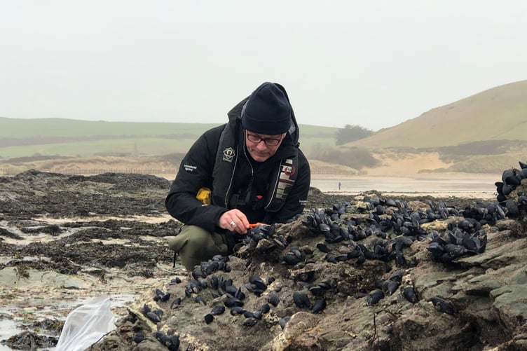 Cornwall mussel collection