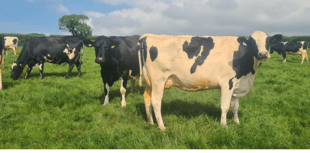Holsworthy Livestock Market Report: Wednesday, May 28