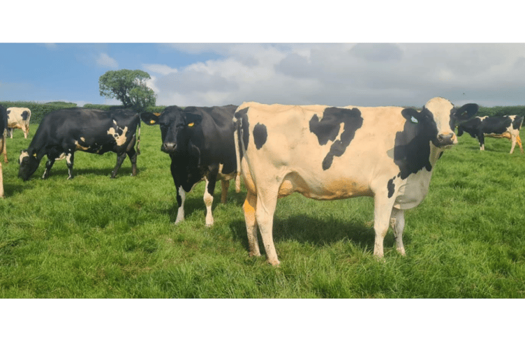 Today’s Dairy Sale included a genuine herd reduction consignment of 150 Holstein
Friesian, Norwegian Red X and Montbeliarde X cows and heifers from Martin Dairy
Ltd of Bodmin.