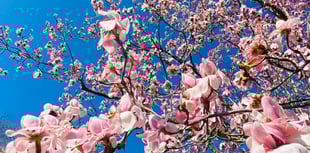 Best spots in Cornwall to see spring blooms