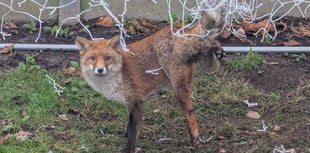 RSPCA urges Cornish residents to store football nets safely