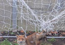 RSPCA urges Cornish residents to store football nets safely