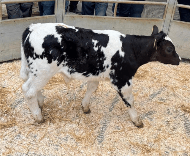Holsworthy Livestock Market Report: Wednesday, June 4