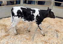 Holsworthy Livestock Market Report: Wednesday, June 4