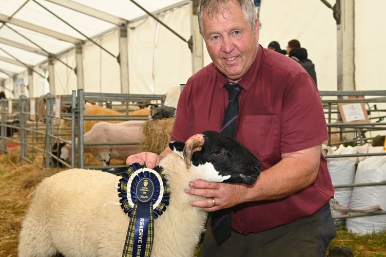 Taking home another very stylish rosette clad in Cornish tartan this year was Stuart Cornelius of Davidstow. His Scotch Blackface sheep are no strangers to the ring, or the wins. This year they took both Champion Male and Reserve Champion for the Breed. Stuart told us: "I am getting close to 60 years showing here now. it is great to get out and meet friends, that's why we always come. This sheep however is only three months old - I was surprised to win as its very unusual to have a young sheep win these classes, judges tend to favour the more mature. But we presented nicely and got the win."