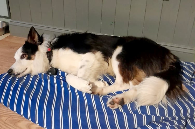 Toby the collie relaxing in his new home. (Picture: Torridge District Council)