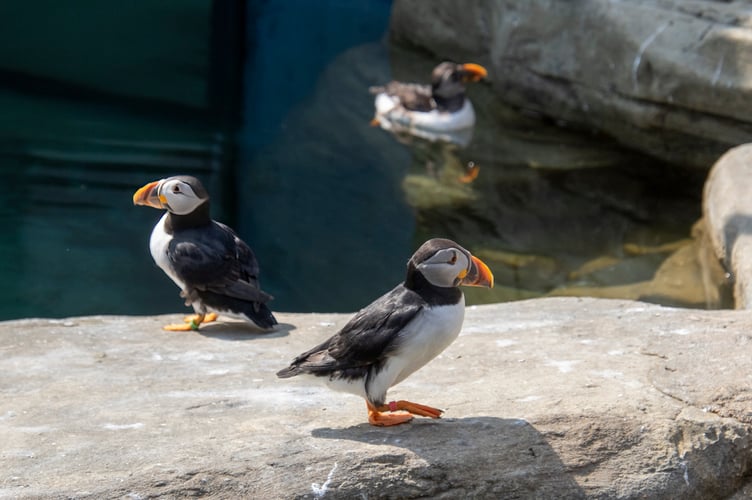 Meet the stars of ‘Puffin Island’ enjoying the heatwave at the Cornish Seal Sanctuary in Gweek. (Picture: Cornish Seal Sanctuary)
