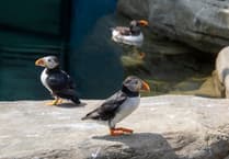 Icelandic puffins chilling out in Cornish heatwave