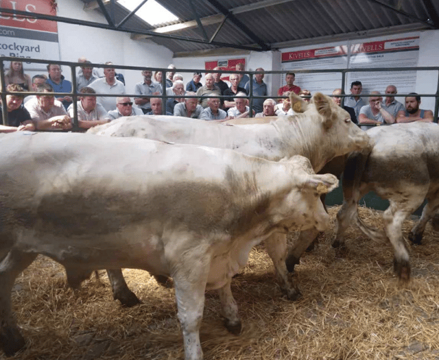 Hallworthy Livestock Market Report: Thursday, June 19