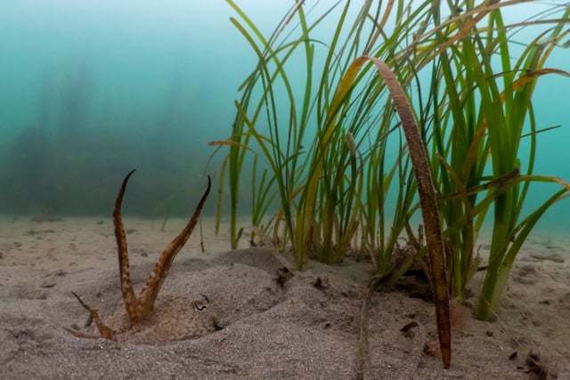 Seagrass making a comeback thanks to major new research effort