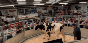 Holsworthy Livestock Market Report: Wednesday, July 2