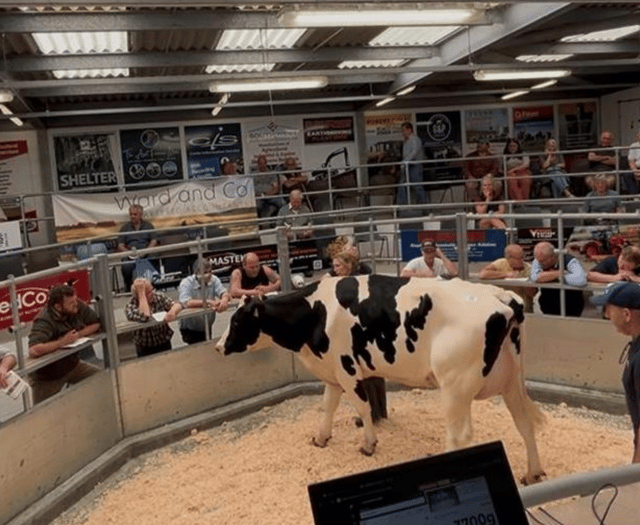 Holsworthy Livestock Market Report: Wednesday, July 2