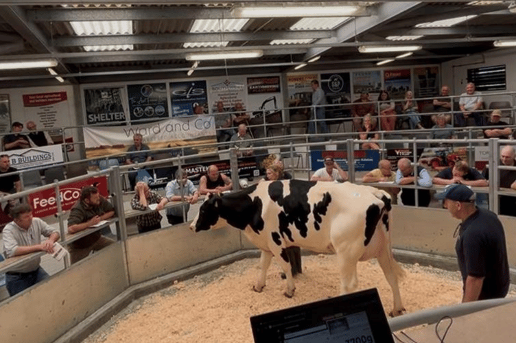 Holsworthy dairy sale saw a blistering trade from start to finish.